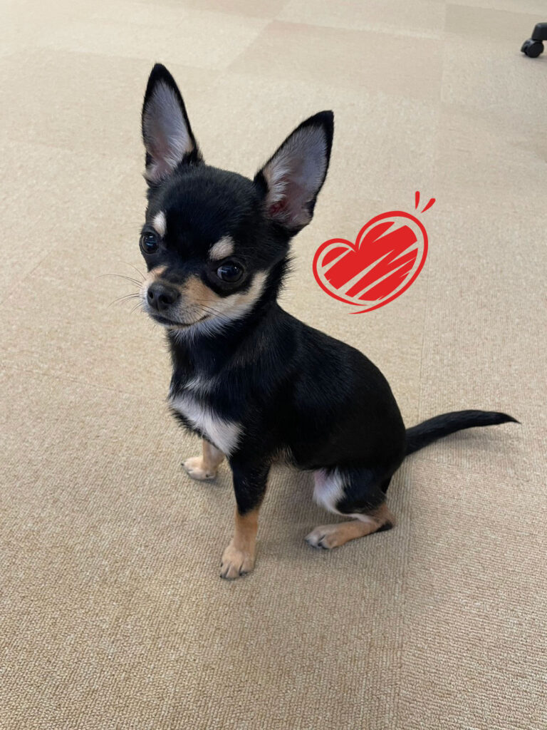 室内のカーペットの上に座るチワワのナナちゃんの写真。黒と茶の毛色で、耳を立てて横を向いている。そばには赤いハートのイラストが描かれており、落ち着いた室内の一角が写っている。